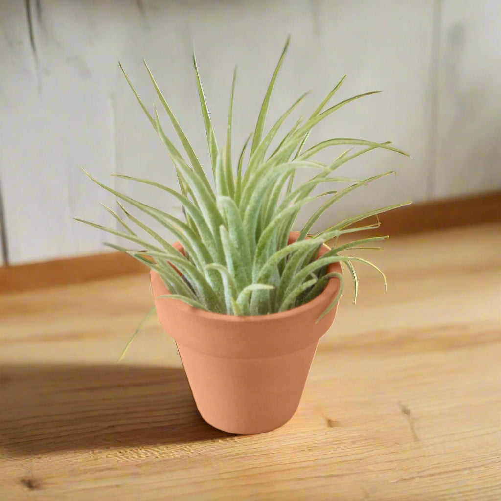 Ionantha Guatemala Tillandsia Air Plant with Terra Cotta
