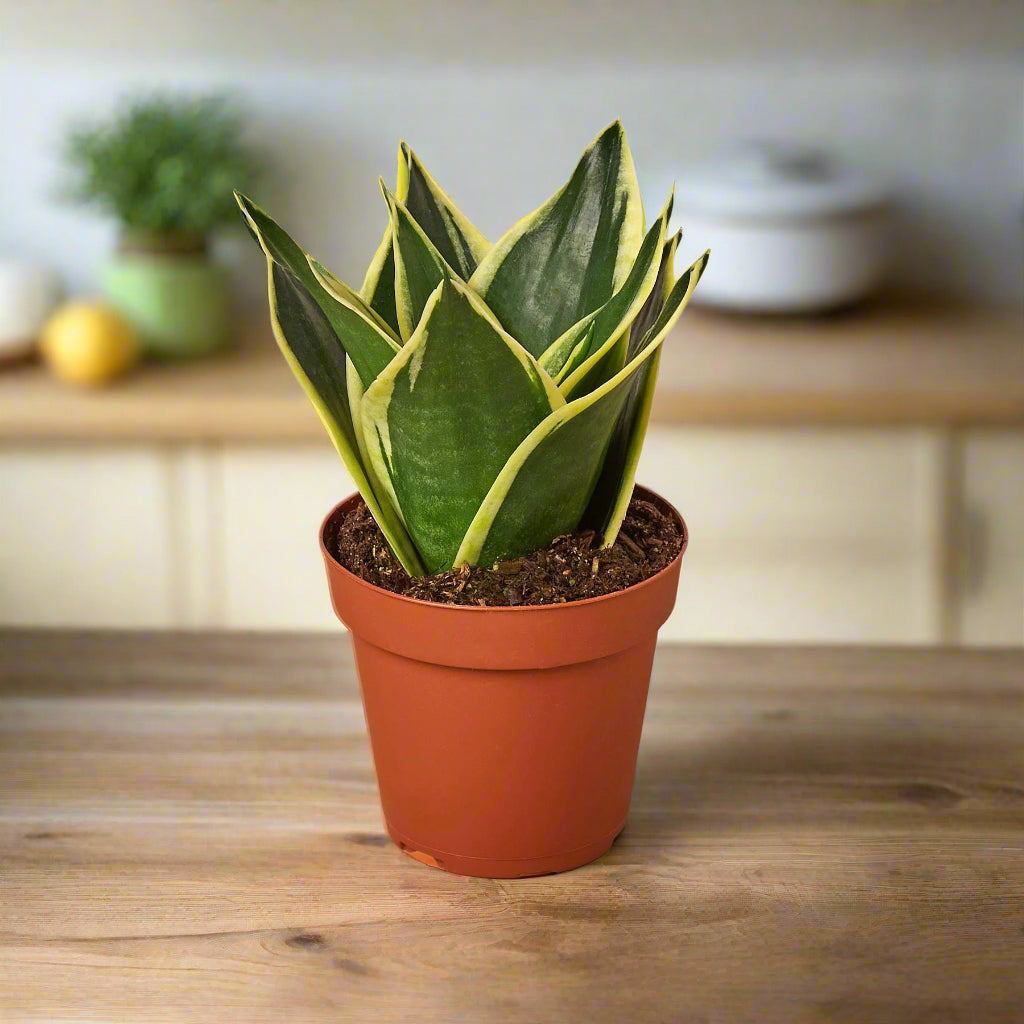 Snake Plant Black Gold - Nursery Pot 4-inch