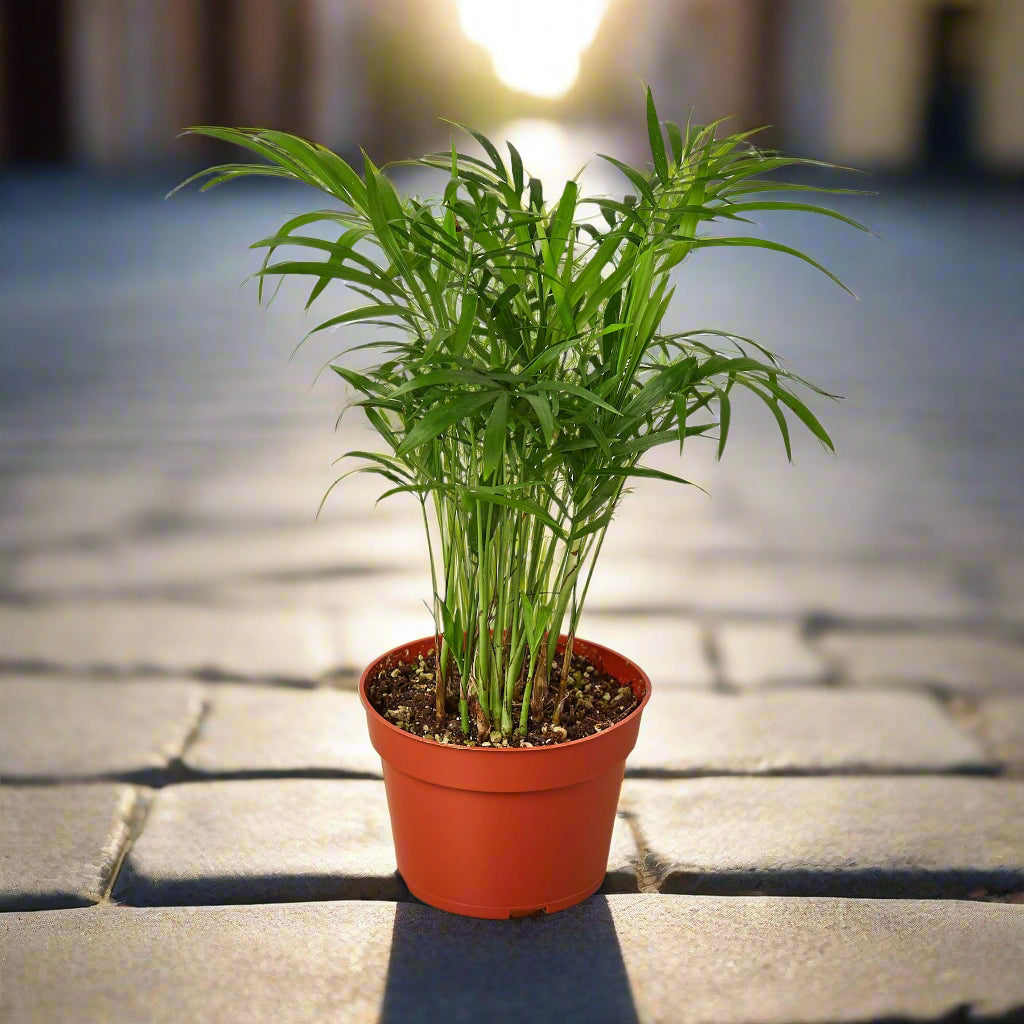Parlor Palm