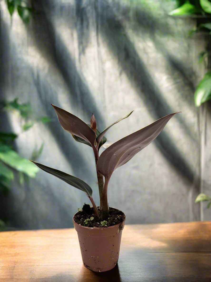 Ludisia Discolor