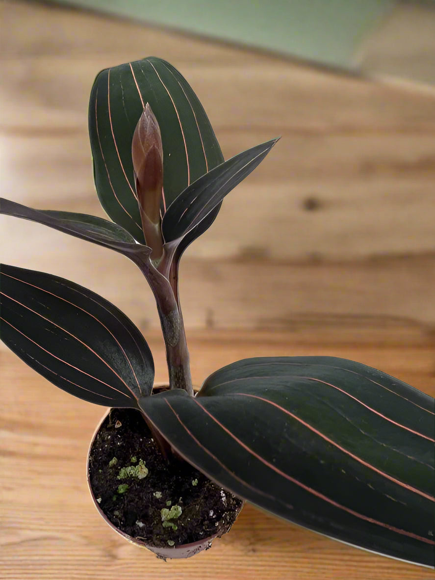 Ludisia Discolor