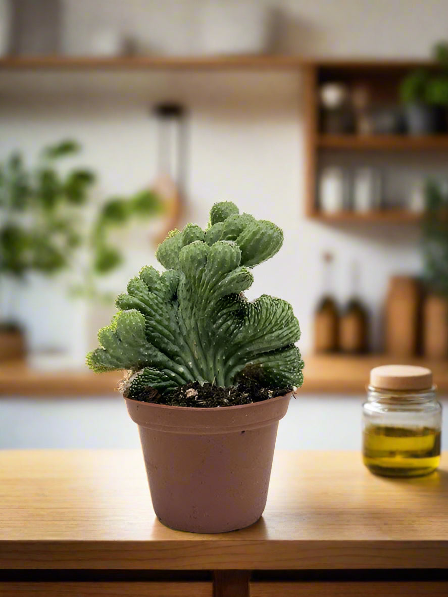 Succulent Cereus Coral Green