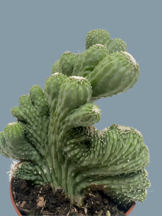Succulent Cereus Coral Green