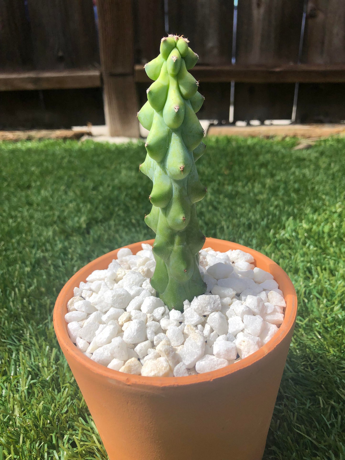 Boobie Cactus
