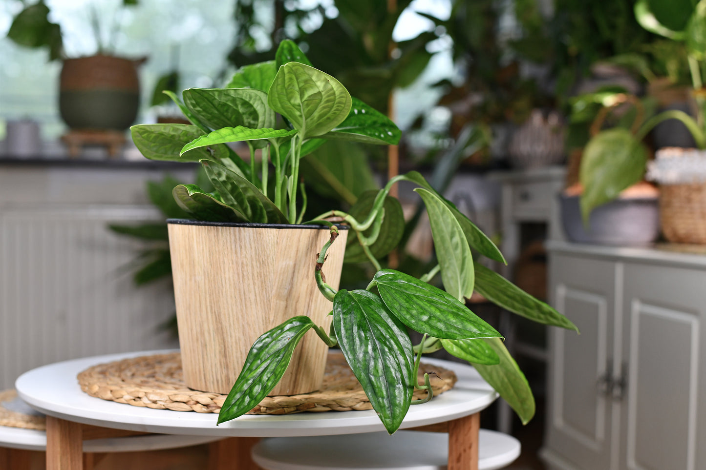 Monstera 'Peru'