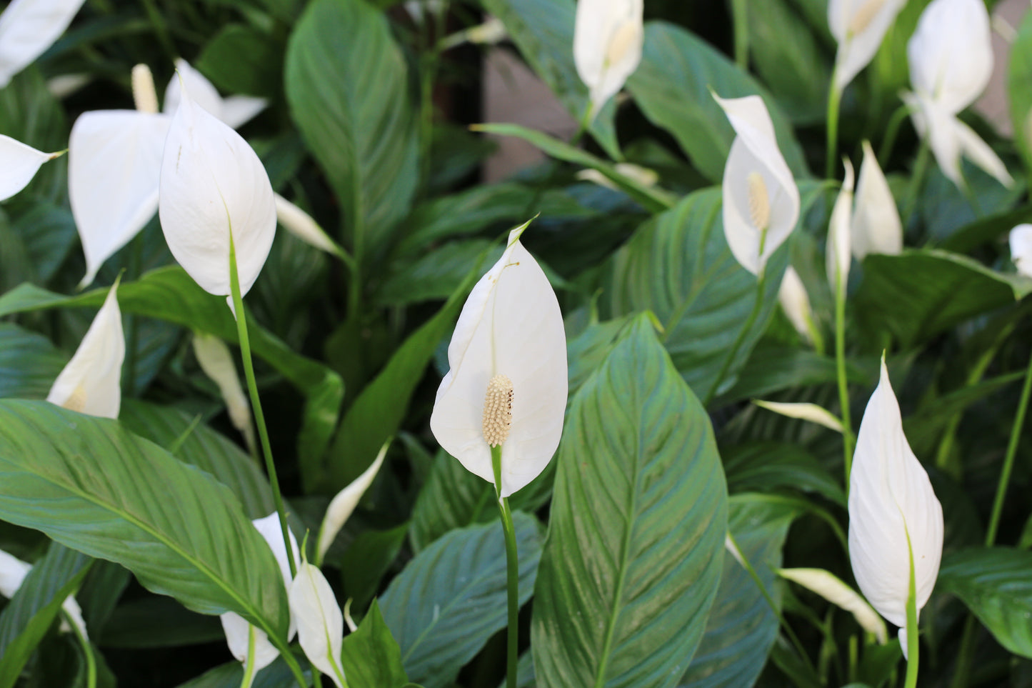 Spathiphyllum 'Peace Lily'