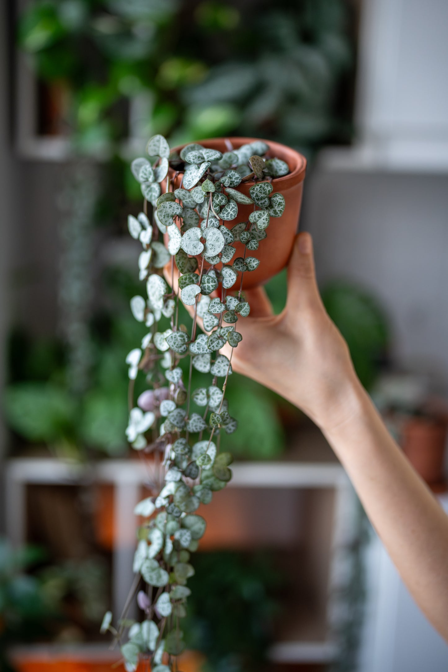 Ceropegia Woodii 'String of Hearts'