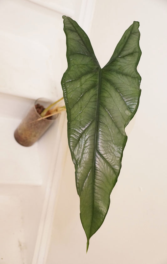 Alocasia Dragon Breath