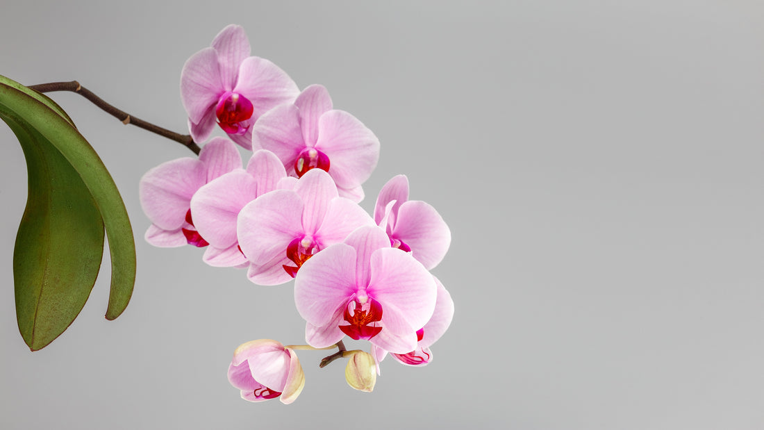 Light Pink Phalaenopsis Orchid