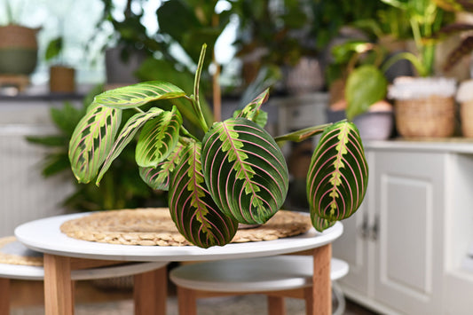 Maranta Leuconeura Red Prayer Plant