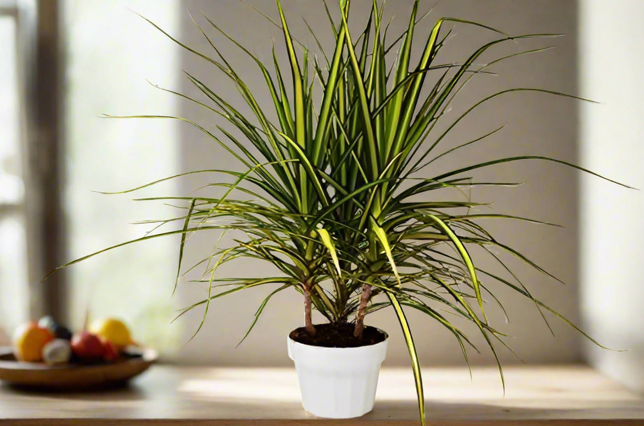Dracaena Marginata 'Sunshine'