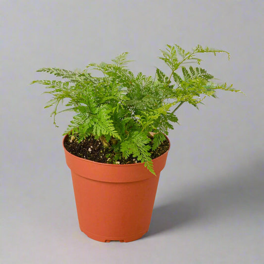 Rabbit's Foot Fern