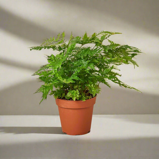 'Autumn' Fern