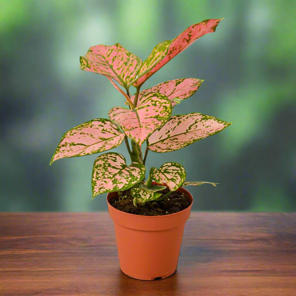 Chinese Evergreen 'Lady Valentine'
