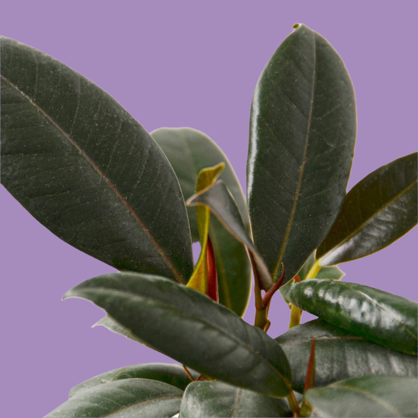 Ficus Elastica 'Burgundy'