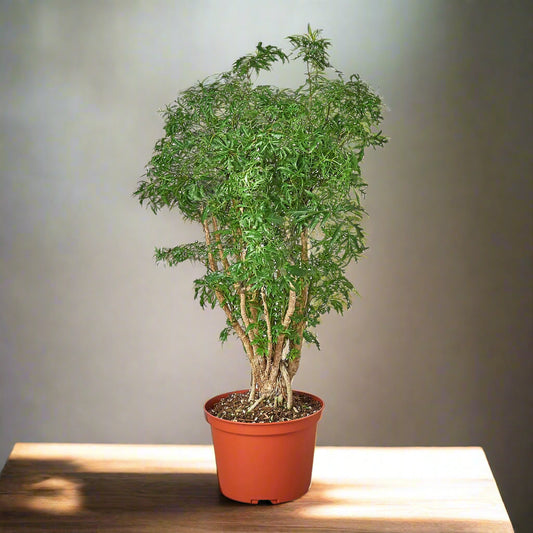 Aralia Ming Stump Plant
