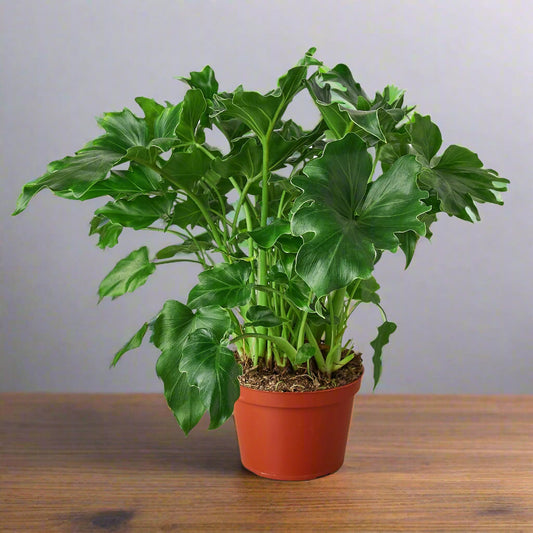 Philodendron ‘Little Hope'