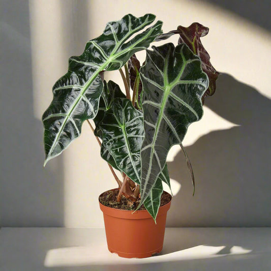 Alocasia Polly 'African Mask'