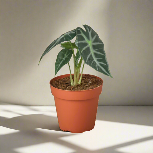 Alocasia Amazonica 'Bambino'