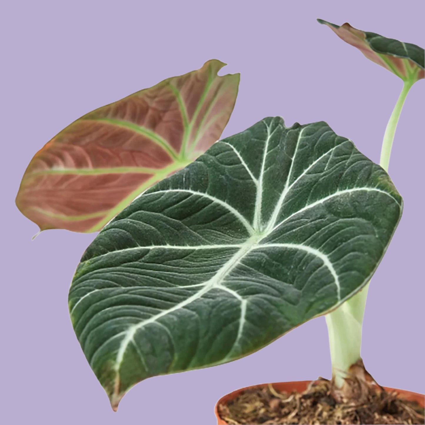 Alocasia Reginula 'Black Velvet'