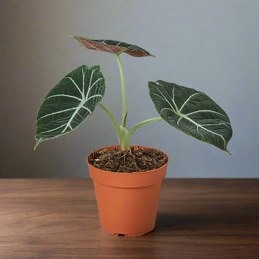 Alocasia Reginula 'Black Velvet'
