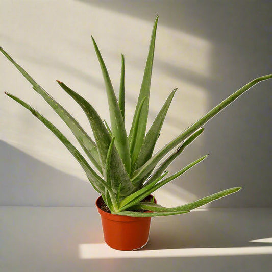 Aloe Vera