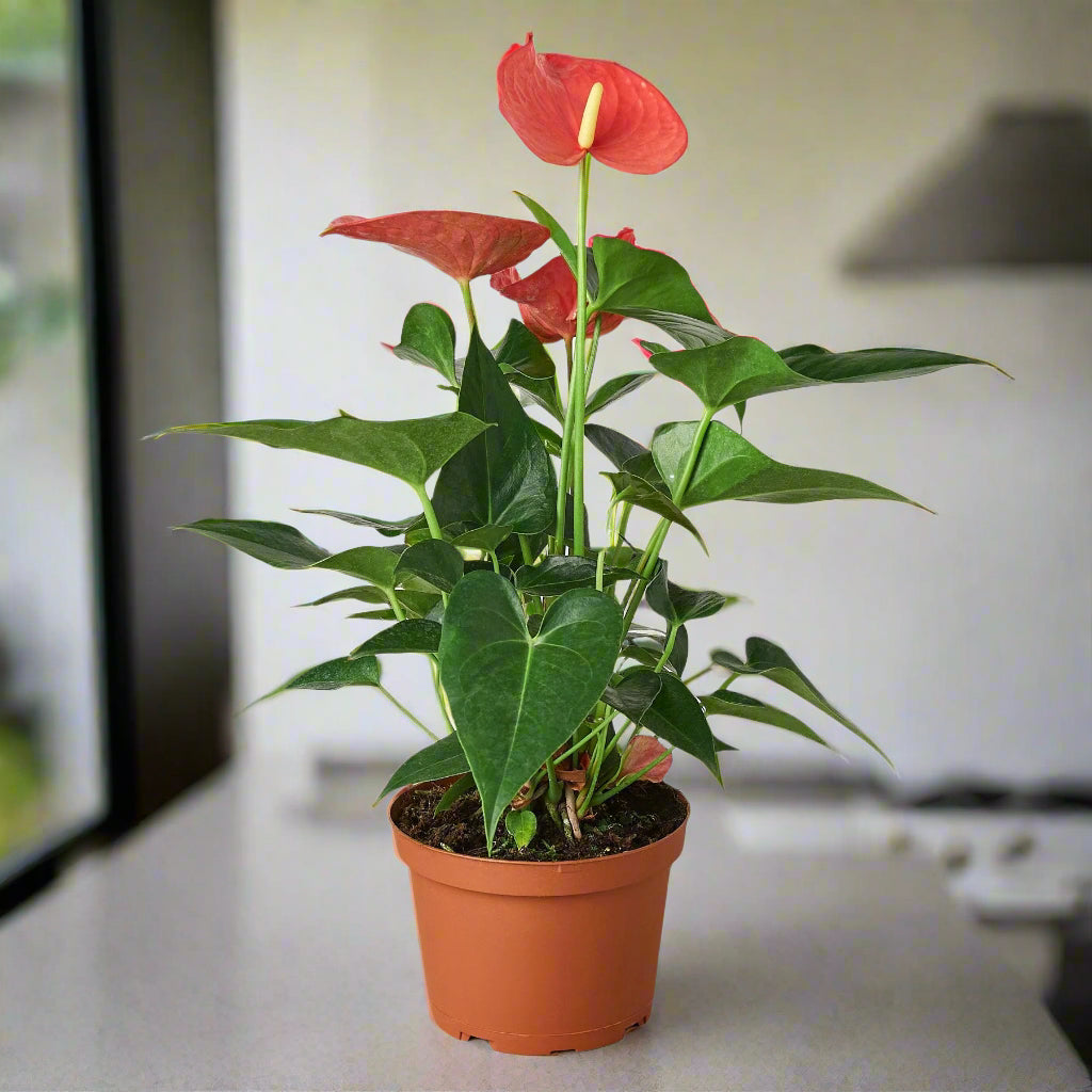 Anthurium 'Pink'