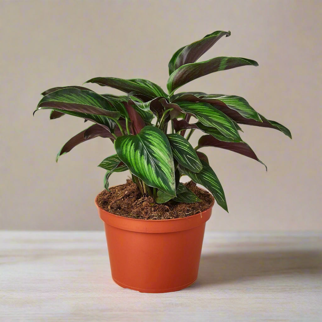 Calathea 'Beauty Star'