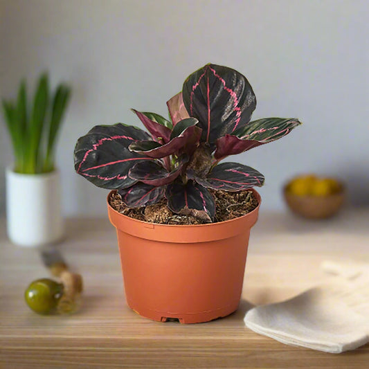 Calathea Roseopicta 'Dottie'