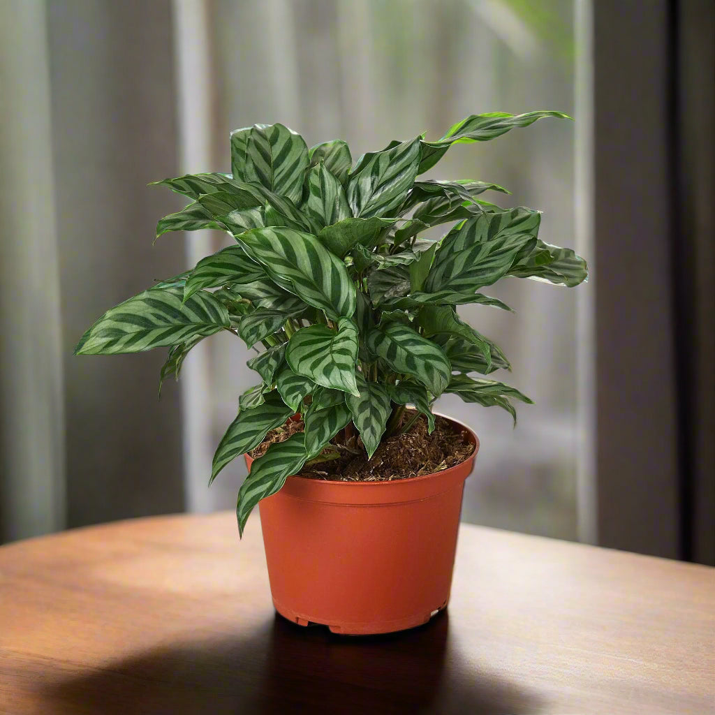 Calathea Concinna 'Freddie'