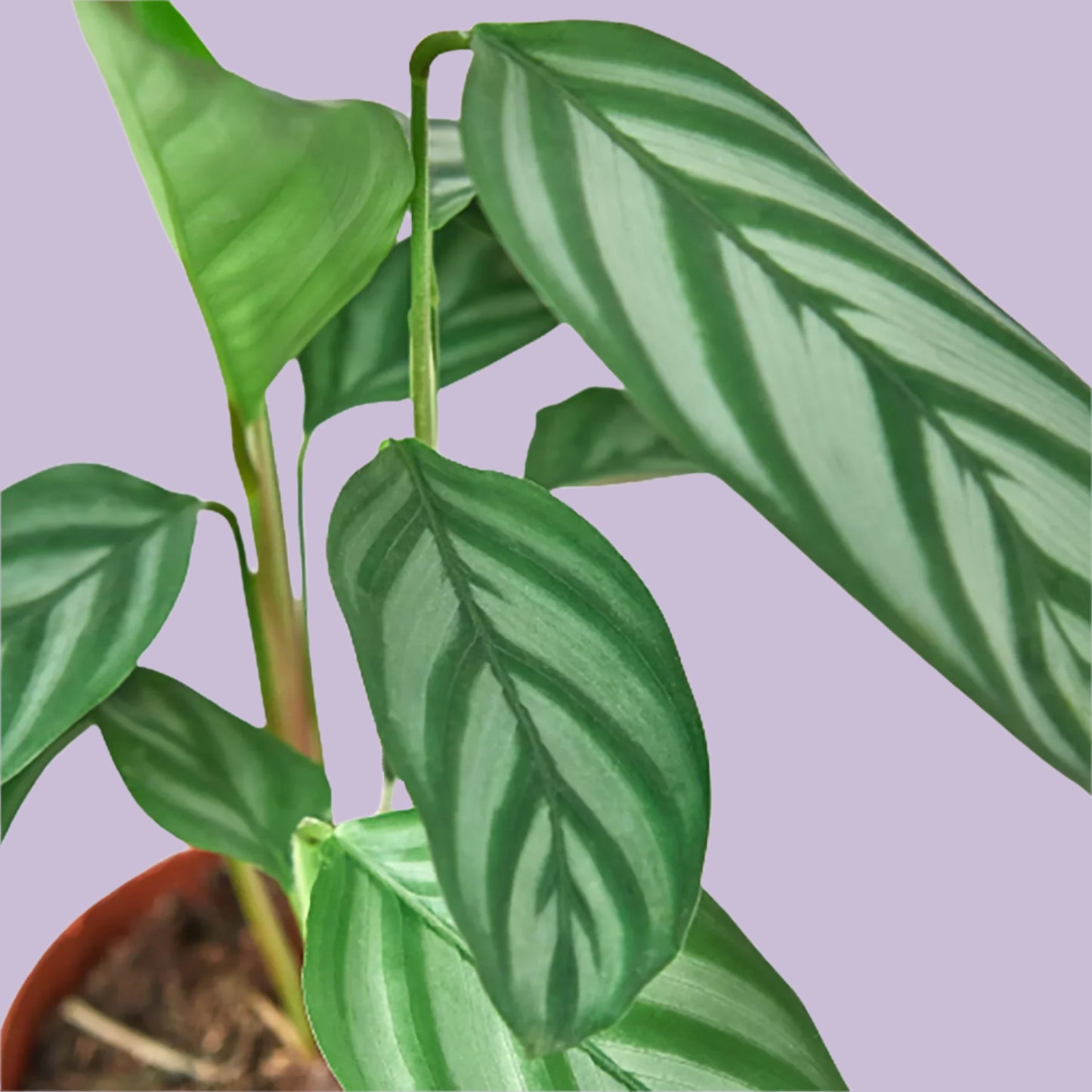 Calathea 'Grey Star'
