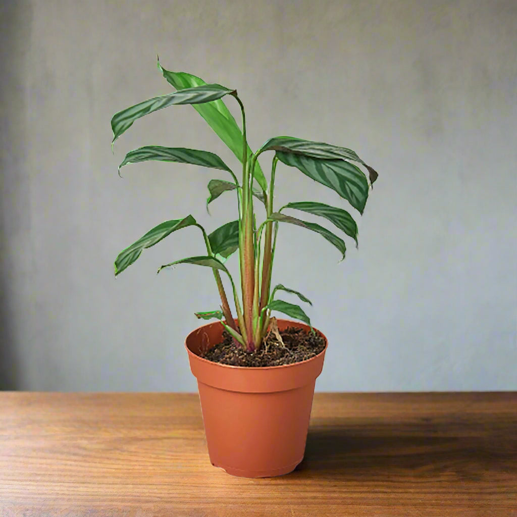 Calathea 'Grey Star'