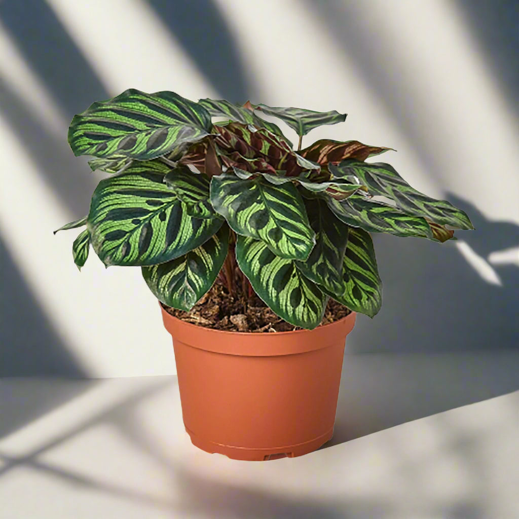 Calathea Makoyana