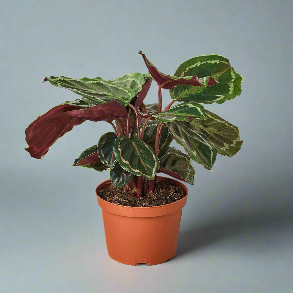 Calathea Medallion