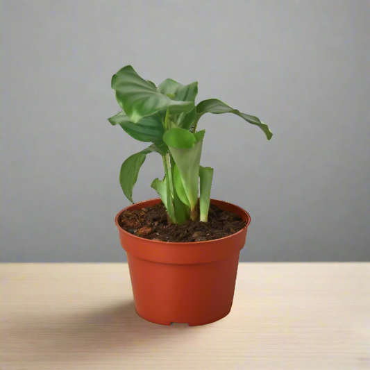 Calathea 'Orbifolia'