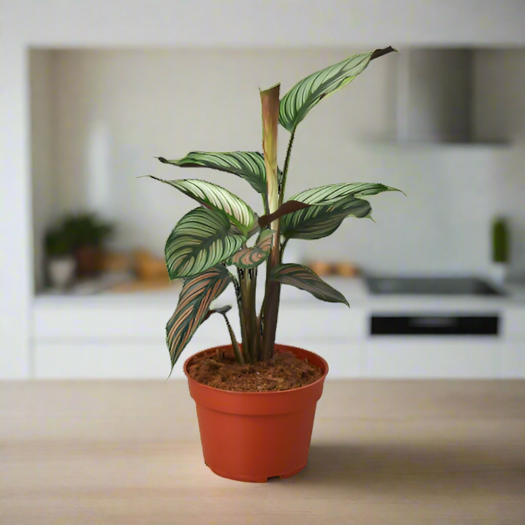 Calathea 'White Star'