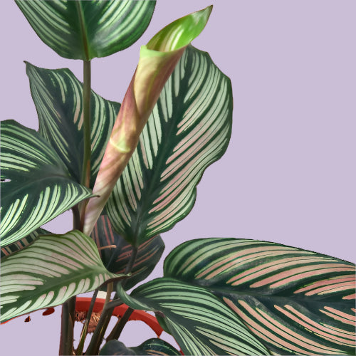 Calathea 'White Star'