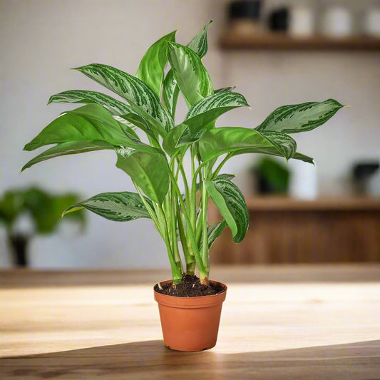 Chinese Evergreen 'Silver Bay'