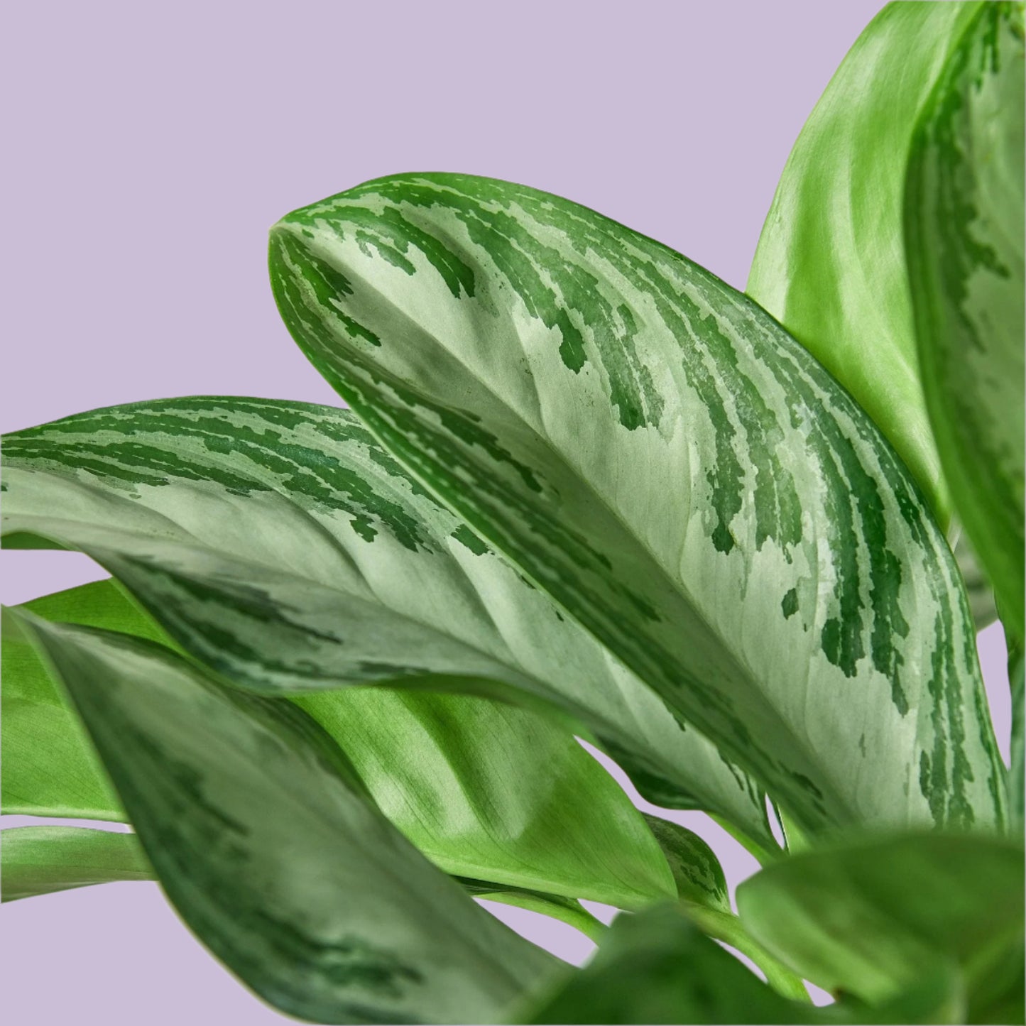 Chinese Evergreen 'Silver Bay'