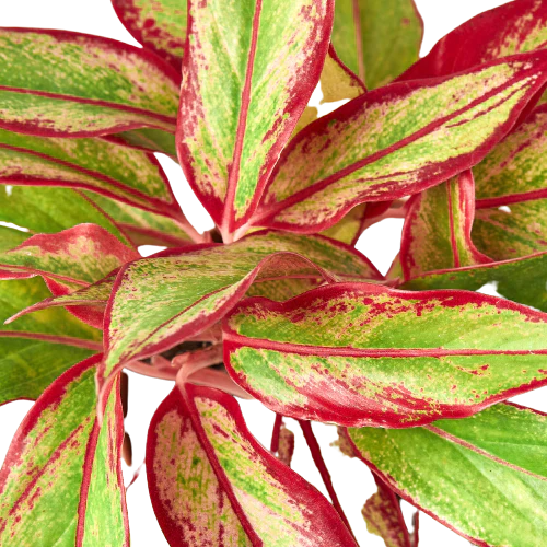 Chinese Evergreen 'Red Aglaonema'
