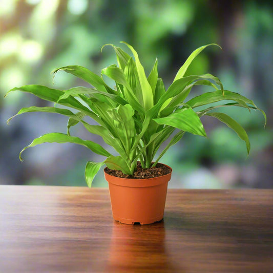 Dracaena 'Lime Light'