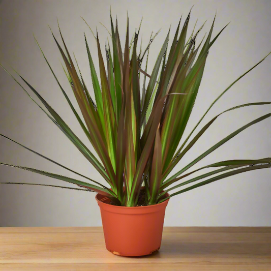 Dracaena 'Marginata Magenta'