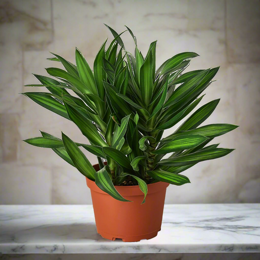 Dracaena 'Song of Jamaica'
