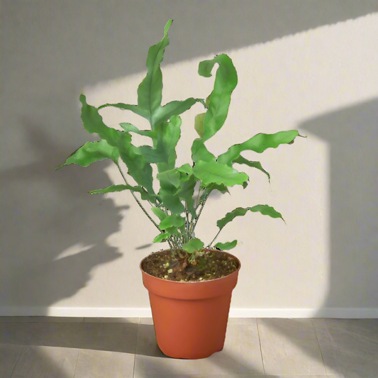 Fern 'Blue Star'