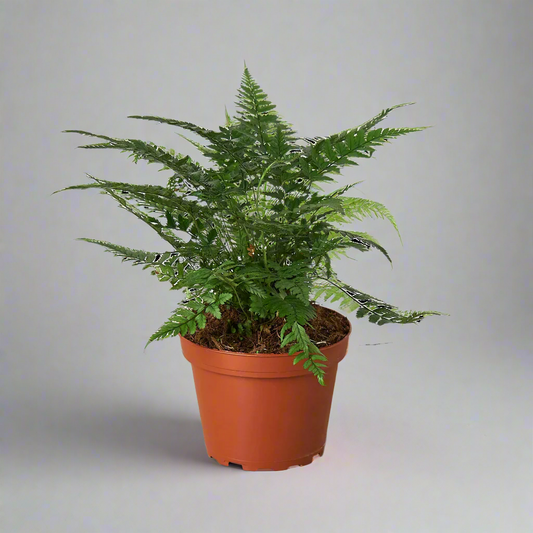 'Korean Rock' Fern