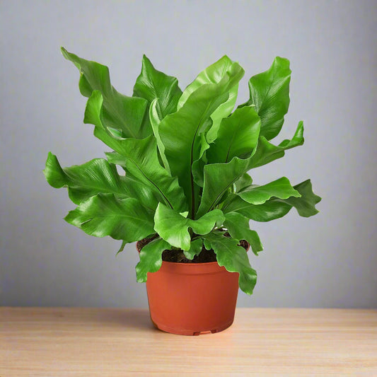 Bird's Nest 'Nidus' Fern