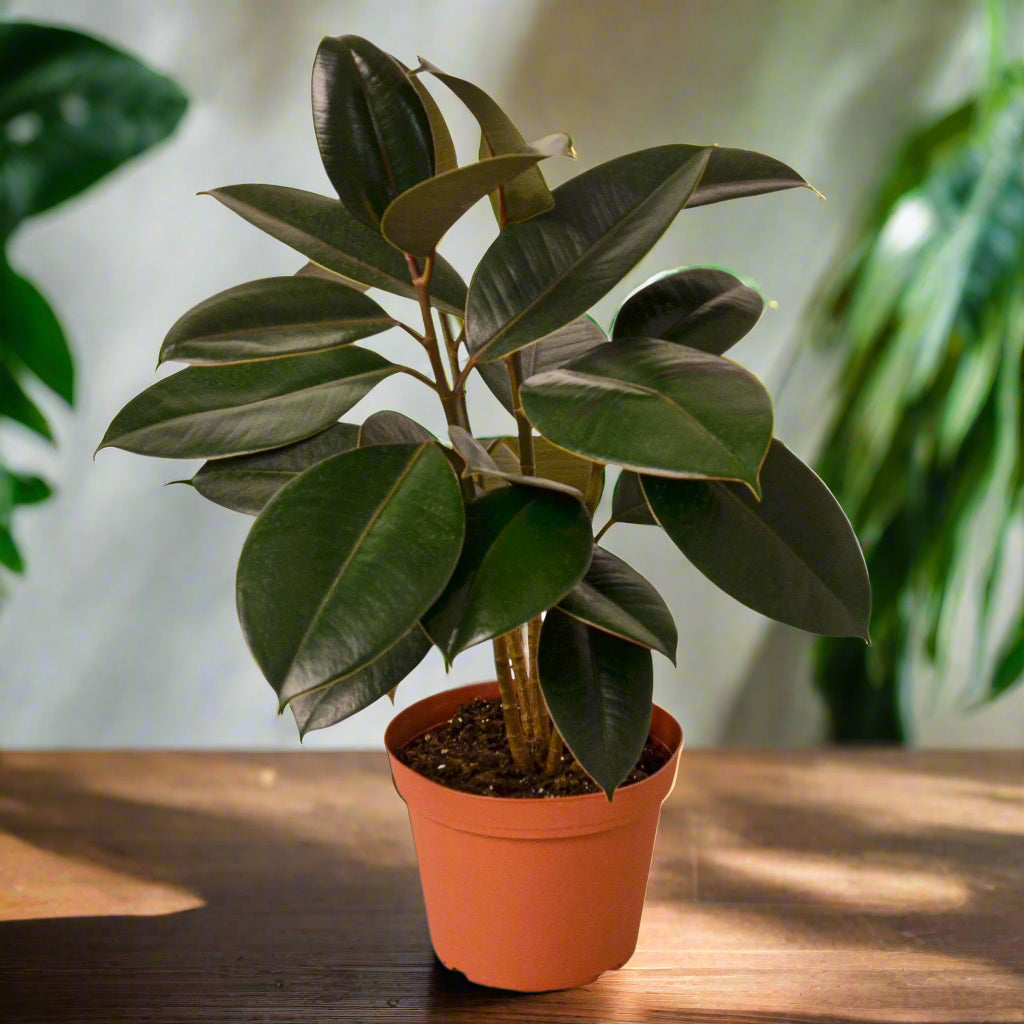 Ficus Elastica 'Burgundy'