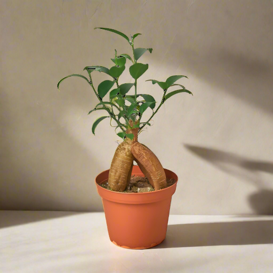 Ficus 'Ginseng'