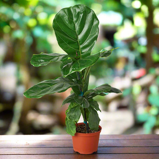 Ficus Lyrata 'Fiddle Leaf Fig'