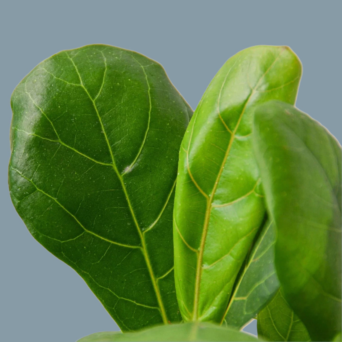 Ficus Lyrata 'Fiddle Leaf Fig'